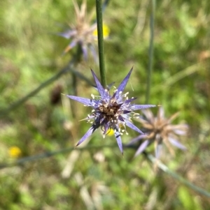 Eryngium ovinum at Pialligo, ACT - 13 Feb 2024