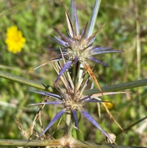 Eryngium ovinum at Pialligo, ACT - 13 Feb 2024