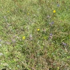 Eryngium ovinum at Pialligo, ACT - 13 Feb 2024