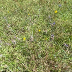 Eryngium ovinum at Pialligo, ACT - 13 Feb 2024