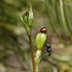 Pterostylis furva (Swarthy Tiny Greenhood) at Sassafras, NSW - 28 Jan 2024 by RobG1