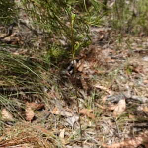 Pterostylis furva at Sassafras, NSW - 28 Jan 2024