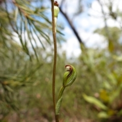 Speculantha furva at Sassafras, NSW - 28 Jan 2024