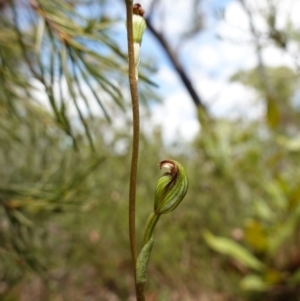 Speculantha furva at Sassafras, NSW - 28 Jan 2024