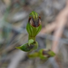 Speculantha furva at Sassafras, NSW - 28 Jan 2024