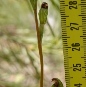 Speculantha furva at Sassafras, NSW - 28 Jan 2024