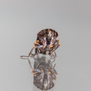 Eurypella tasmaniensis at QPRC LGA - suppressed