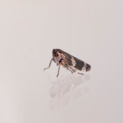 Eurypella tasmaniensis at QPRC LGA - suppressed