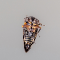 Eurypella tasmaniensis at QPRC LGA - suppressed