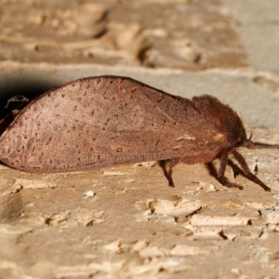 Elhamma australasiae (A Swift or Ghost moth (Hepialidae)) at Harrison, ACT - 31 Jan 2024 by DPRees125