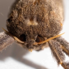 Elhamma australasiae (A Swift or Ghost moth (Hepialidae)) at QPRC LGA - 13 Feb 2024 by MarkT
