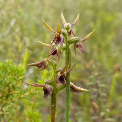 Corunastylis oligantha (Mongarlowe Midge Orchid) at Boolijah, NSW - 28 Jan 2024 by RobG1