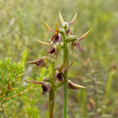 Corunastylis oligantha (Mongarlowe Midge Orchid) at Morton National Park - 28 Jan 2024 by RobG1