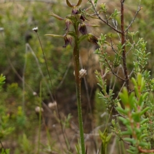 Corunastylis oligantha at Morton National Park - 28 Jan 2024