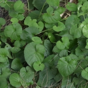 Viola odorata at Point Hut to Tharwa - 13 Feb 2024