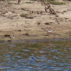 Charadrius melanops (Black-fronted Dotterel) at Gordon, ACT - 13 Feb 2024 by RodDeb