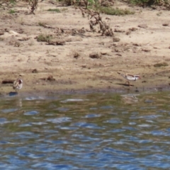 Charadrius melanops at Gordon, ACT - 13 Feb 2024 11:06 AM