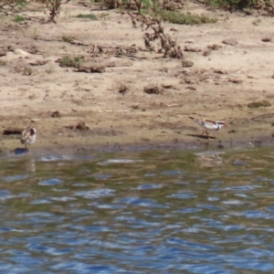 Charadrius melanops at Gordon, ACT - 13 Feb 2024