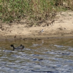 Charadrius melanops at Gordon, ACT - 13 Feb 2024