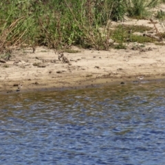 Charadrius melanops at Gordon, ACT - 13 Feb 2024