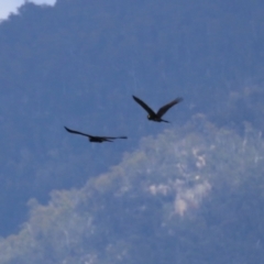 Zanda funerea (Yellow-tailed Black-Cockatoo) at Gordon, ACT - 13 Feb 2024 by RodDeb