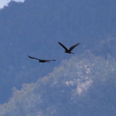 Zanda funerea (Yellow-tailed Black-Cockatoo) at Gordon, ACT - 13 Feb 2024 by RodDeb