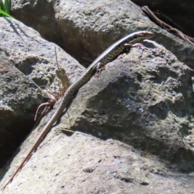 Eulamprus heatwolei (Yellow-bellied Water Skink) at Gordon, ACT - 13 Feb 2024 by RodDeb