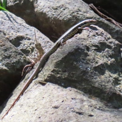 Eulamprus heatwolei (Yellow-bellied Water Skink) at Point Hut to Tharwa - 13 Feb 2024 by RodDeb