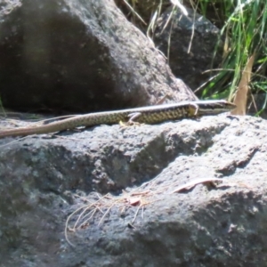 Eulamprus heatwolei at Point Hut to Tharwa - 13 Feb 2024