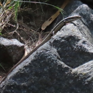 Eulamprus heatwolei at Point Hut to Tharwa - 13 Feb 2024