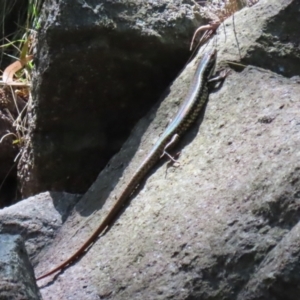 Eulamprus heatwolei at Point Hut to Tharwa - 13 Feb 2024