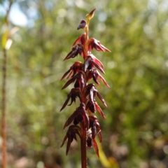 Corunastylis woollsii (Dark Midge Orchid) at Tianjara, NSW - 28 Jan 2024 by RobG1