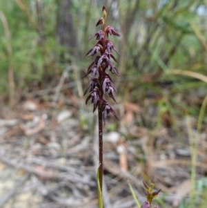 Corunastylis woollsii at Morton National Park - suppressed