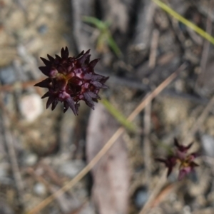 Corunastylis woollsii at Morton National Park - suppressed