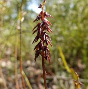 Corunastylis woollsii at Morton National Park - suppressed