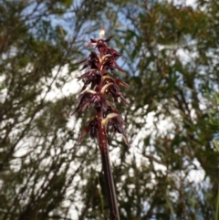 Corunastylis woollsii at Morton National Park - suppressed