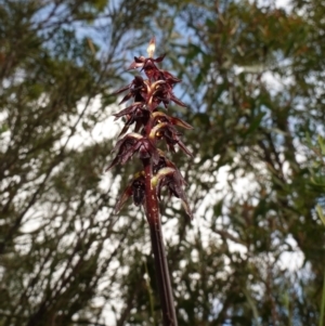 Corunastylis woollsii at Morton National Park - 28 Jan 2024