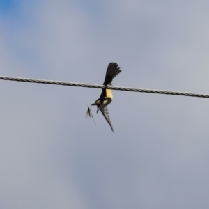 Todiramphus sanctus at Point Hut to Tharwa - 13 Feb 2024