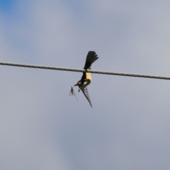 Todiramphus sanctus at Point Hut to Tharwa - 13 Feb 2024