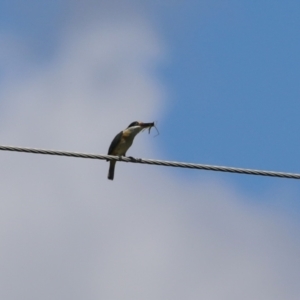 Todiramphus sanctus at Point Hut to Tharwa - 13 Feb 2024