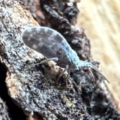 Heteroconis maculata (A dusky lacewing) at Ainslie, ACT - 13 Feb 2024 by Pirom