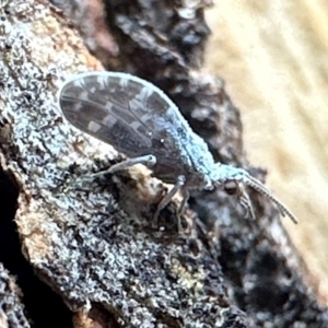 Heteroconis maculata at Corroboree Park - 13 Feb 2024