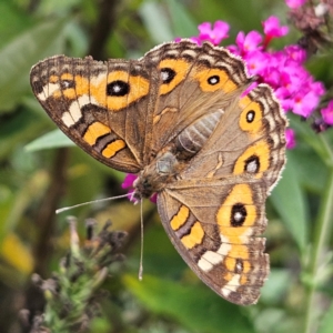 Junonia villida at QPRC LGA - 13 Feb 2024