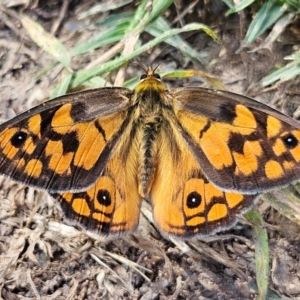 Heteronympha penelope at QPRC LGA - 13 Feb 2024