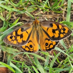 Heteronympha penelope at QPRC LGA - 13 Feb 2024