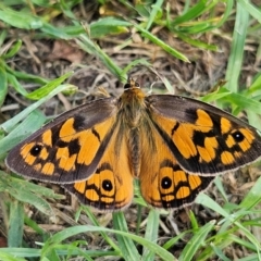 Heteronympha penelope at QPRC LGA - 13 Feb 2024