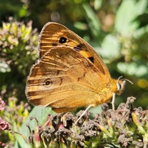 Heteronympha penelope at QPRC LGA - 13 Feb 2024