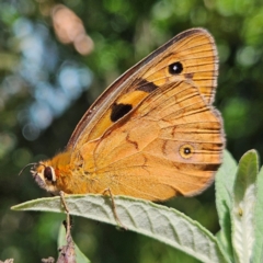 Heteronympha penelope at QPRC LGA - 13 Feb 2024