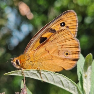 Heteronympha penelope at QPRC LGA - 13 Feb 2024