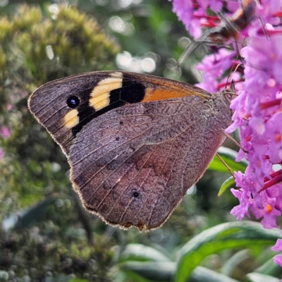 Heteronympha merope (Common Brown Butterfly) at Braidwood, NSW - 13 Feb 2024 by MatthewFrawley